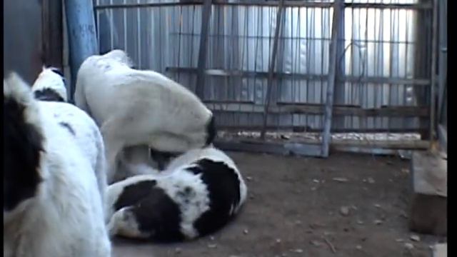 Среднеазиатская овчарка (алабай) Шахрияр Кара Гез смотреть онлайн