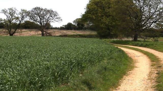 Rosie Dog In Field Bouncing | Adam Buxton смотреть онлайн
