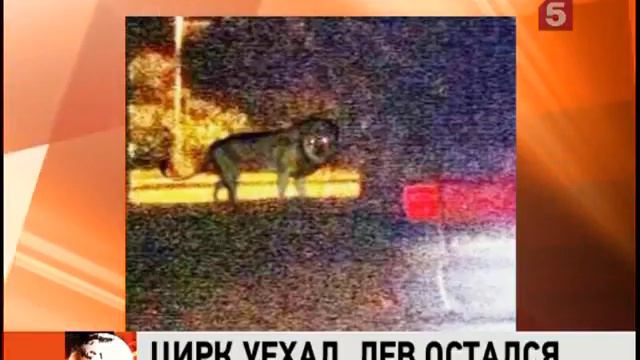 Цирк уехал, лев остался смотреть онлайн
