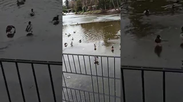 Мы в Голландии, в компании черных лебедей.???