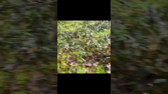 ОРАНЖЕВОЕ СЧАСТЬЕ ГРИБНИКА ПОПАСТЬ НА НЕТРОНУТУЮ ПОЛЯНУ ПОДОСИНОВИКОВ смотреть онлайн