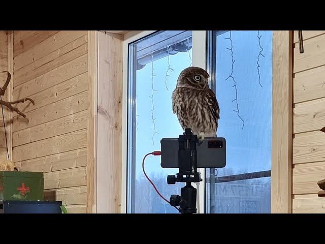 Yoll's добрый Stream из Совиного дола. Стрим из засады, кормим птичек, меняем обувь сове Ёлке