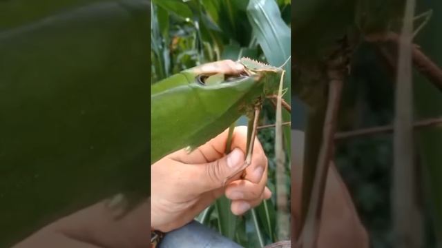 Гигантский длинноногий кузнечик поет свою песнь! #Shorts смотреть онлайн