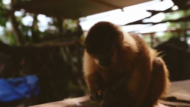 Capuchins playing with Onions смотреть онлайн