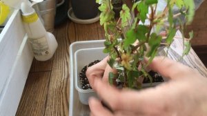 Каудексная бегония. Пересадка.