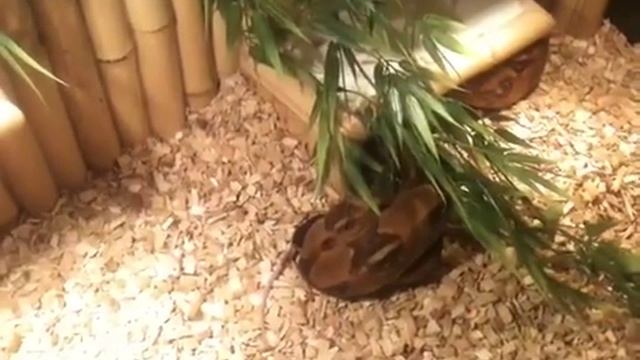 BOA CONSTRUCTOR EATING ! смотреть онлайн