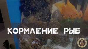Кормление рыб