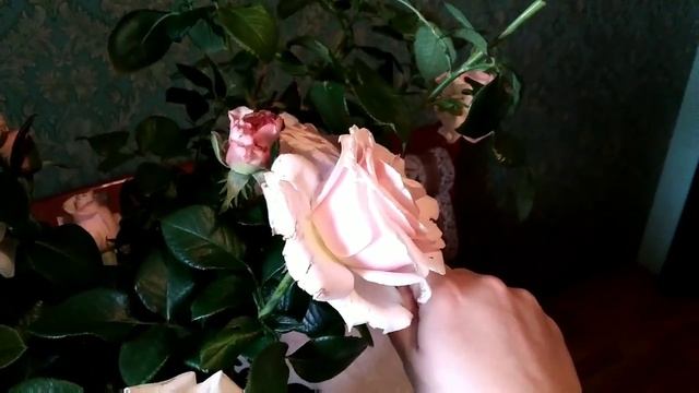 Суппер роза! Беспроблемный сорт! Роза Пинк Мондиаль(Pink Mondial)Редкая гостья в наших садах! смотреть онлайн