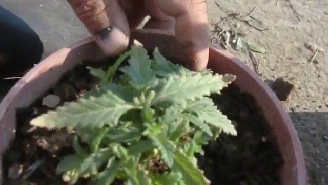 Gazania and verbena Tips for growing and caring смотреть онлайн