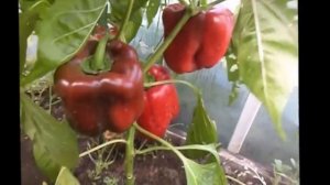 Перцы Красный бык и Оранжевое Чудо( "Самарские семена").