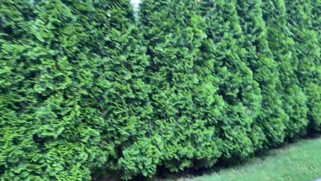 Живая изгородь из туи западной Смарагд смотреть онлайн