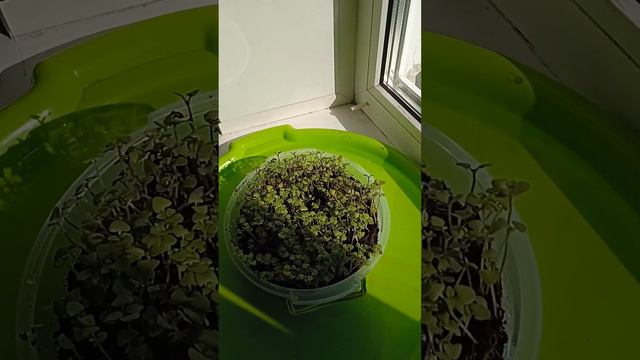 Энергия солнца. Опреснитель воды. смотреть онлайн