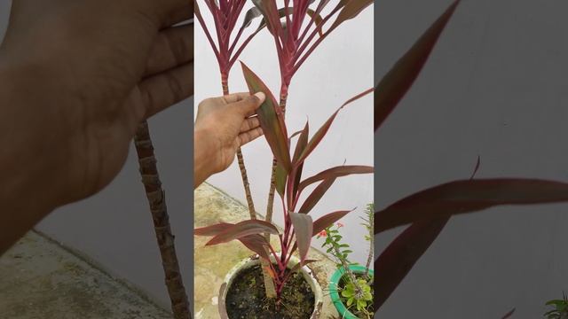Cordyline Fruticosa Plant | Ti plant | Hawaiian Plant | Good luck Plant | Shorts Video | смотреть онлайн