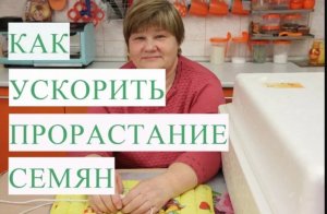 Как ускорить прорастание семян.