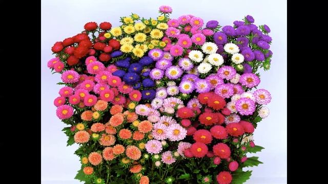 Русский язык, 1 класс, строчная буква "а" по методике В.А. Илюхиной смотреть онлайн