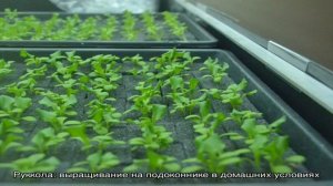 Руккола — выращивание и уход, борьба с вредителями