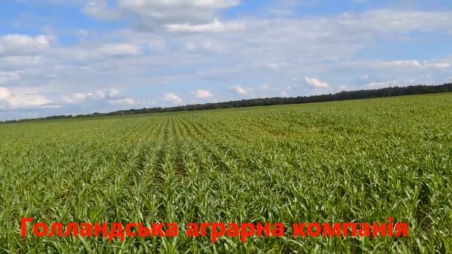 Село Береза смотреть онлайн