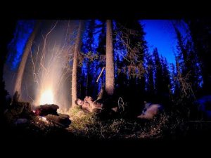 ВОЛК ПРИШЕЛ НОЧЬЮ, НАЙДА В ОПАСНОСТИ, КАК МЕДВЕДЬ ПЫТАЛСЯ ПРОГНАТЬ СО СВОЕЙ ТЕРРИТОРИИ.