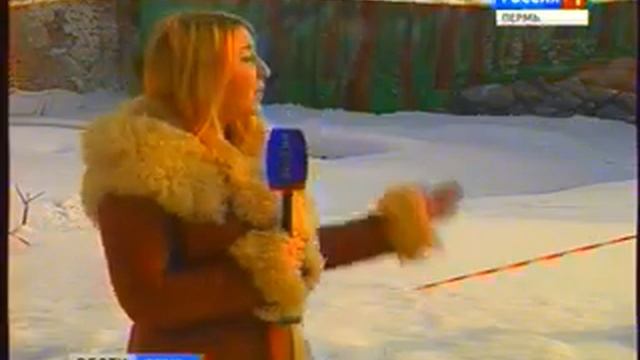 Слоны для пермского зоопарка смотреть онлайн