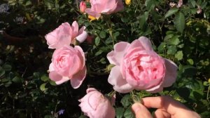 Scepter'd Isle David Austin English Rose Shrub | Fragrant Rose