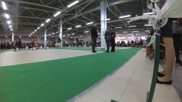 17/11/18 МОНО САО ПК СПб кобели класс победителей смотреть онлайн