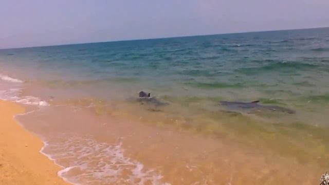 Дельфины Афалины Чёрное море 2016 смотреть онлайн