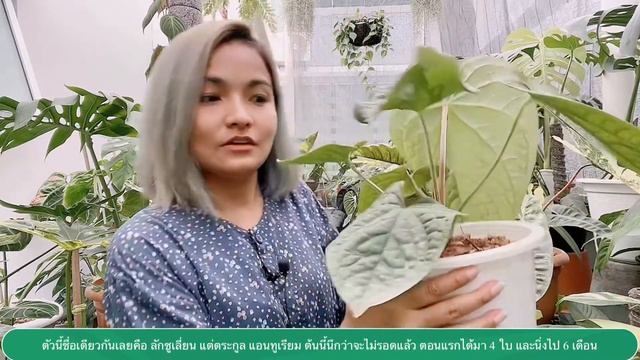 Philodendron Luxurian VS Anthurium Luxurians