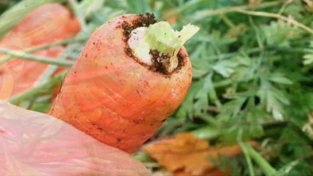 Почему нельзя выбрасывать ботву моркови и свеклы - как ее приготовить смотреть онлайн