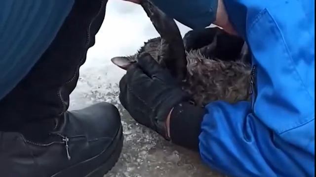 В Кирове реанимировали пострадавшего при пожаре кота смотреть онлайн