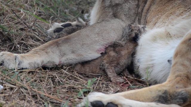 ПЕРВЫЕ МИНУТЫ ЖИЗНИ ЛЬВЯТ львицы Мамы Чоли ! Тайган .Крым. смотреть онлайн