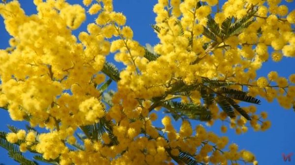 Мимоза (лат. Mimosa)