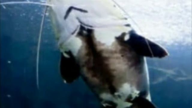 #Морские Существа смотреть онлайн