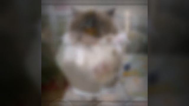 Жидкое состояние кошек смотреть онлайн