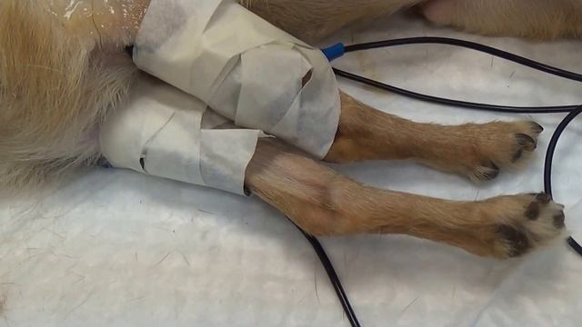 Неоспороз у собак Физиотерапия смотреть онлайн