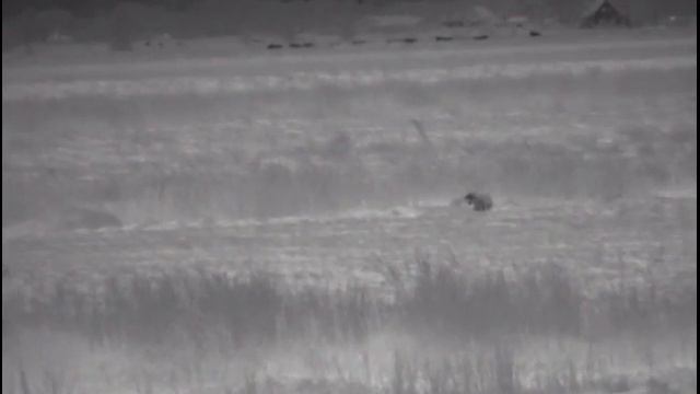 Spotting foxes with Pulsar Helion XQ50F Thermal смотреть онлайн