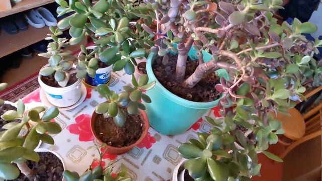 Денежные деревья, заросли в моей оранжерее. 15.02.2022. смотреть онлайн