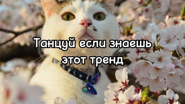 ? ?Танцуй если знаешь этот тренд тикток тренды 2023года? смотреть онлайн