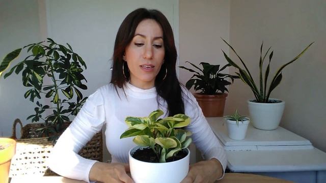 ? PEPEROMIA OBTUSIFOLIA VARIEGATA ? 4 TIPS I PLANTAS DE INTERIOR