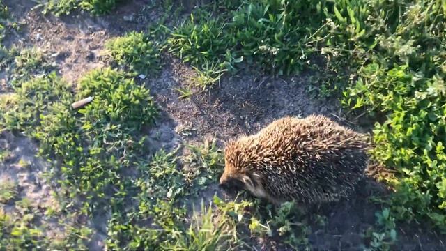 Встретили ёжика на улице Как живёт ёжик где можно встретить ежа на улице на даче ? смотреть онлайн