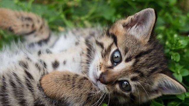 Meows to ATTRACT CATS, Sounds To Make Your Cat Come To You ?? #meow #kittens #catlovers смотреть онлайн