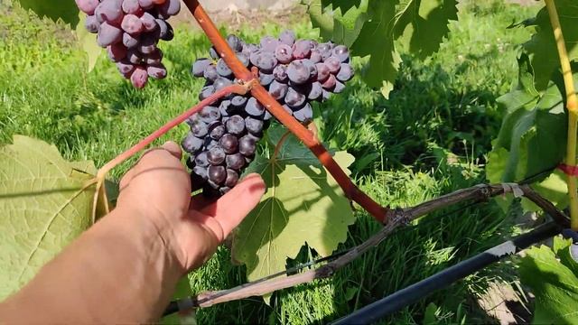 Виноград для "себя" кишмиш Юпитер смотреть онлайн