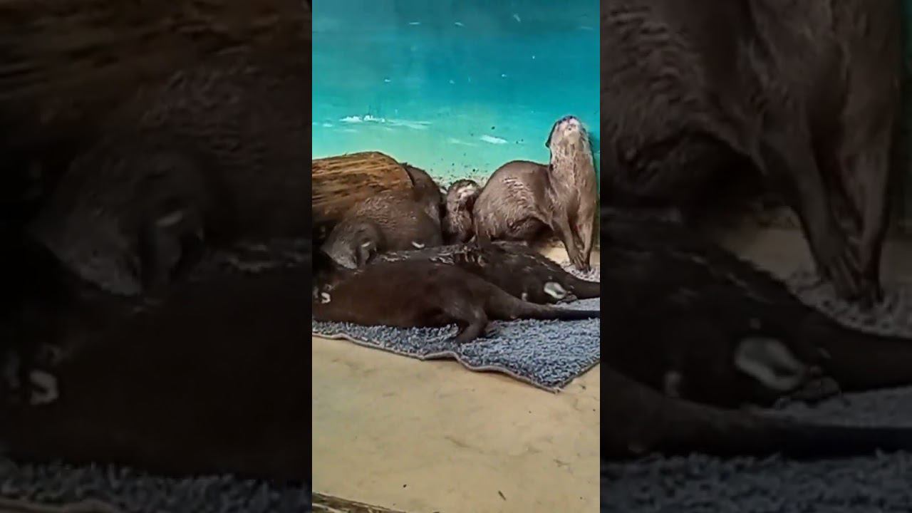 Приятные как кошки смотреть онлайн