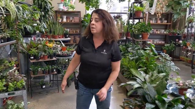 Lurvey Home & Garden - Plants that Can Benefit Your Indoor Space смотреть онлайн