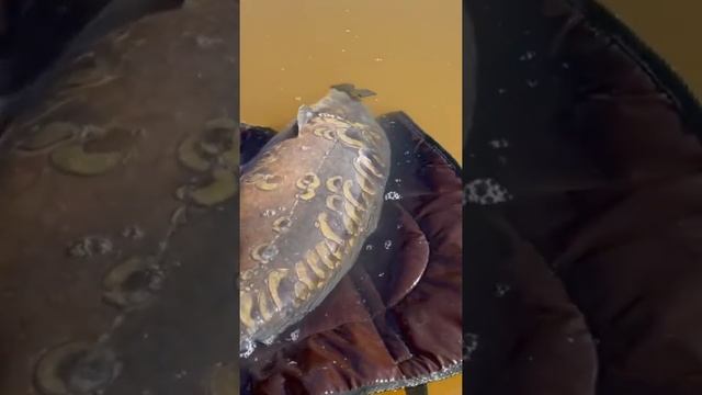 Зарыбление водоёма Forest Fishing Навеска рыбы 10-15 кг, общий вес 700 кг , 60 особей смотреть онлайн