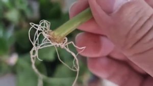 Укоренит любой черенок за 1 день 100%! Супер способ укоренения любых черенков!