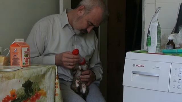 Котёнок пьет молоко из бутылочки с соской смотреть онлайн