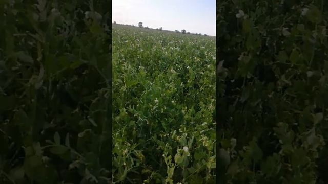 Дорога к No-Till Эспарцет+горох смотреть онлайн