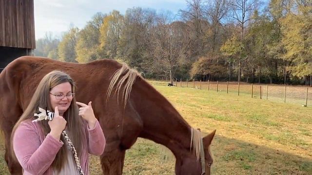 My Early Christmas Present! || Meet Our Belgian Draft Horse! смотреть онлайн