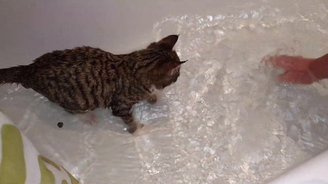 Кот который не боится воды #cat #cats #kitty смотреть онлайн