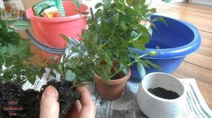 Миниатюрные РОЗЫ, как сохранить РОЗУ, подаренную в горшке